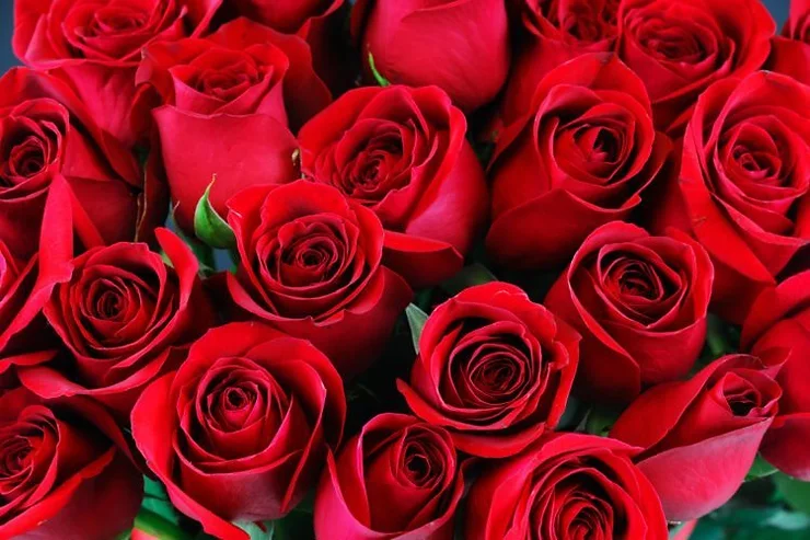 Red roses